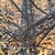 Stem in late winter