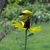 Goldfinch perched on the flower head.