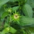 bud July 2021