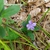 wild form July 2021 Cabarrus