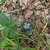 Wild form, flower, leaves