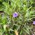 Ruellia simplex 'Purple Showers' form
