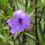 ruellia simplex 'Purple Showers' flower