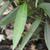 Ruellia simplex 'Purple Showers' leaves