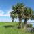 Sabal palmetto