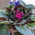 Two potted plants, one with blue flowers & the other red.