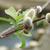 Salix chaenomeloides