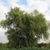 Tree with drooping branches.