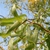 Curling leaves and branhes.