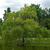 Salix babylonica