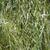 Salix babylonica