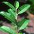 Salix chaenomeloides