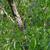 Salix nigra