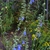 Sparsely branched subshrub with pale blue flowers.