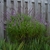 Shrub; erect spikes of purple calyces & white tubular flowers.