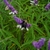 Spike of purple fuzzy calyces & white fuzzy flowers. With bee.