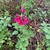 Bright red showy 2-lipped flowers