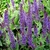 Erect spikes of purple-blue flowers.