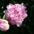 Fully double pink flowers