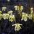Sarracenia alata