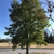Tree with semi-open crown and green leaves.