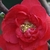 Closeup of a double deep red flower