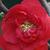 Double Take™ Chaenomeles speciosa 'Scarlet Storm'
