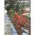 Double Take™ Chaenomeles speciosa 'Scarlet Storm'