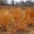 Schizachyrium scoparius