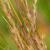 Schizachyrium scoparius