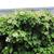Schizophragma hydrangeoides