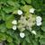 Schizophragma hydrangeoides