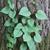 Schizophragma hydrangeoides