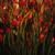 Schizostylis