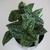 whole plant, Cabarrus County, NC