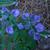 Flowers in spring in Moore County
