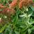 Sedum spectabile 'Autumn Joy' in the fall in Moore County