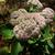 Sedum spectabile 'Autumn Joy' in the fall in Moore County