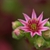Sempervivum