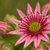 Sempervivum