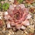 Sempervivum