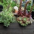 Sempervivum