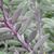 Senecio crassissimus leaves