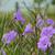 Ruellia simplex