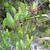 smilax laurifolia