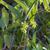smilax laurifolia