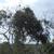 smilax laurifolia