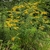 Cluster of small yellow flowers on spreading branches.