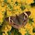 Solidago altissima
