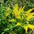 Solidago altissima